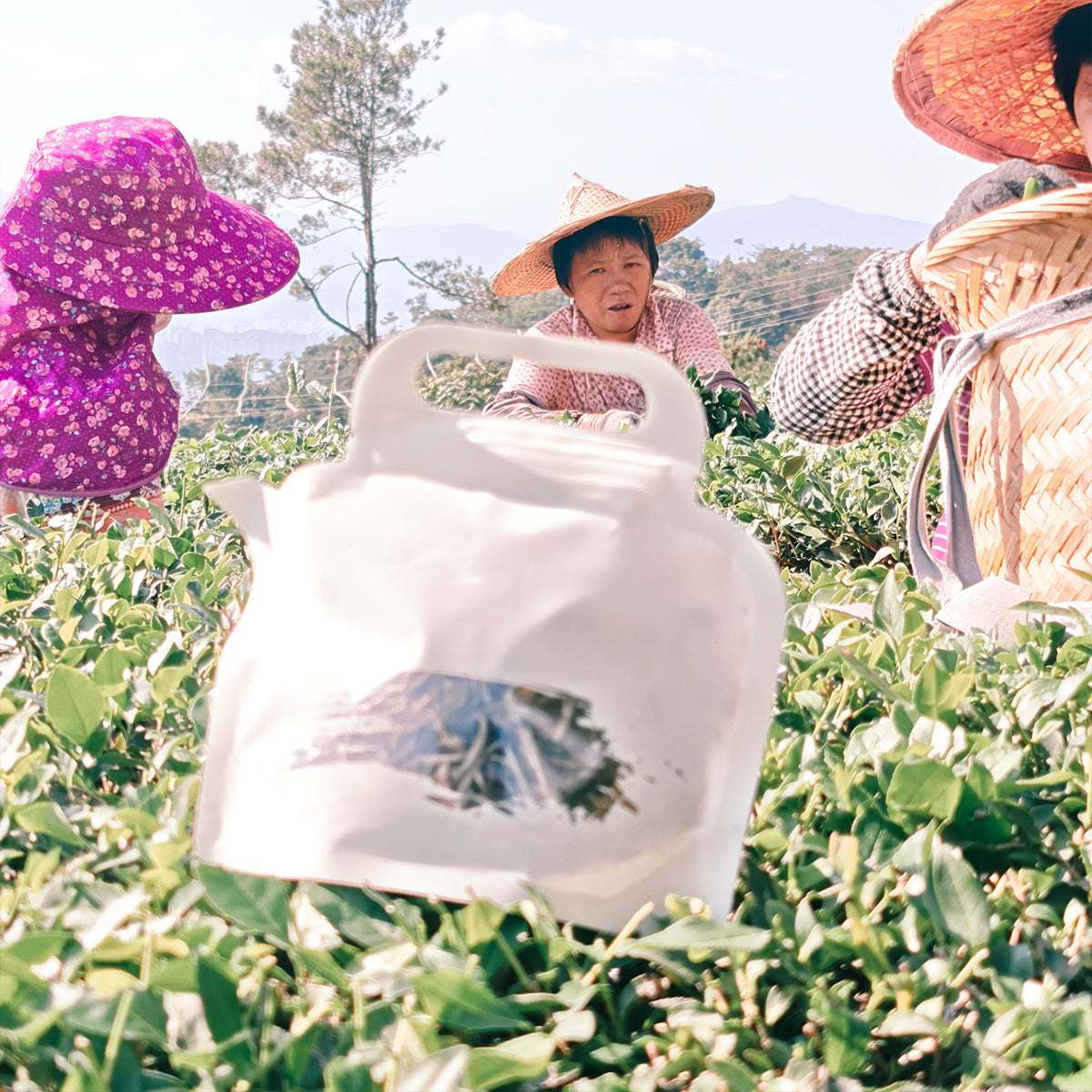 White Peony Tea 50g Chaliland