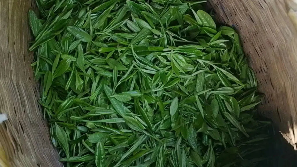 Tea-Season-Trivia-What-Are-Pre-ming-and-Pre-rain JadePeakReserve