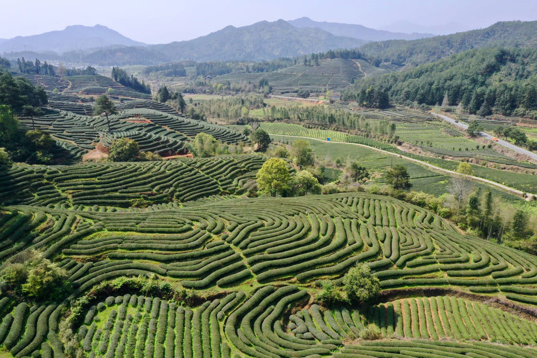 Types-of-Chinese-Tea JadePeakReserve