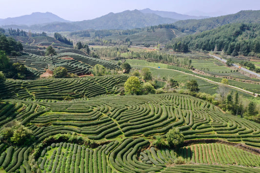 Types-of-Chinese-Tea JadePeakReserve