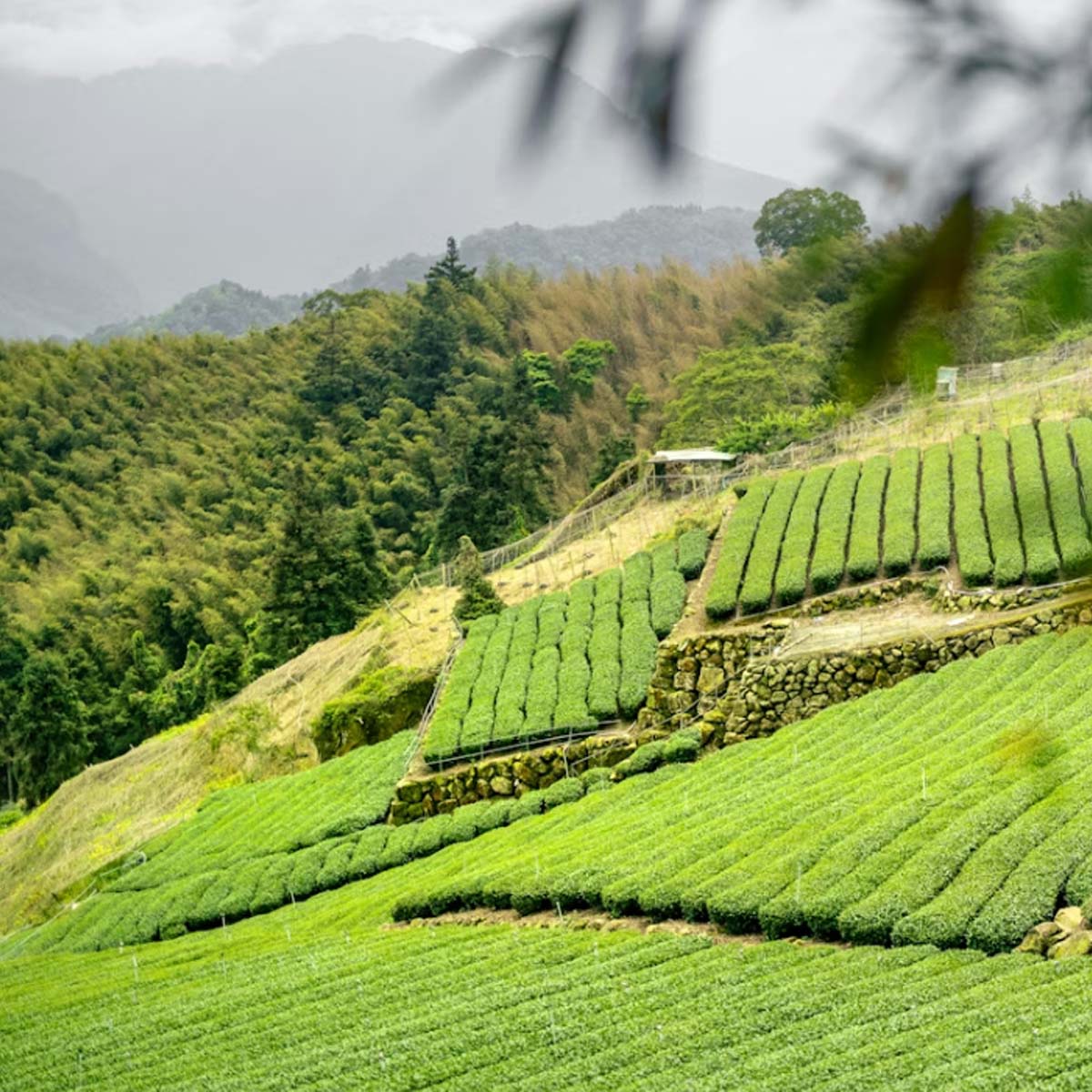 What Is White Tea? A Complete Guide to Chinese White Tea JadePeakReserve