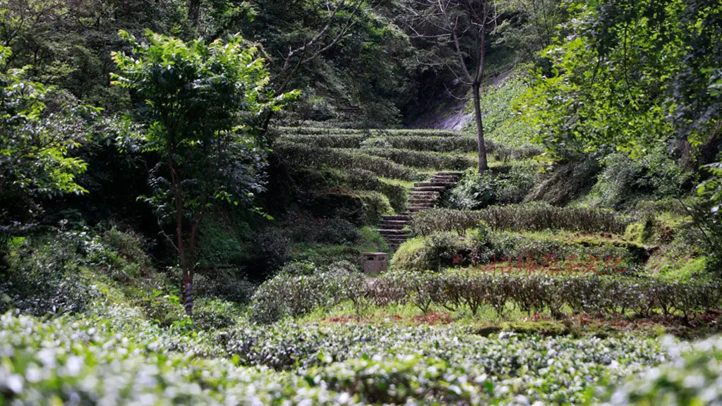 Why-rock-tea-has-become-the-most-popular-category-of-oolong-tea JadePeakReserve
