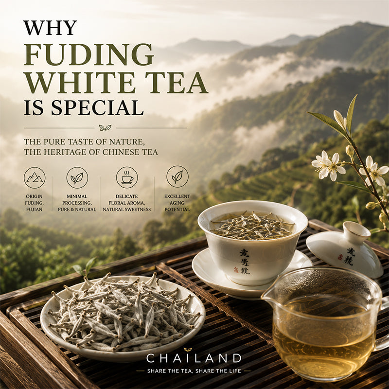 Why Fuding White Tea Is Special: Discover China's Most Celebrated White Tea