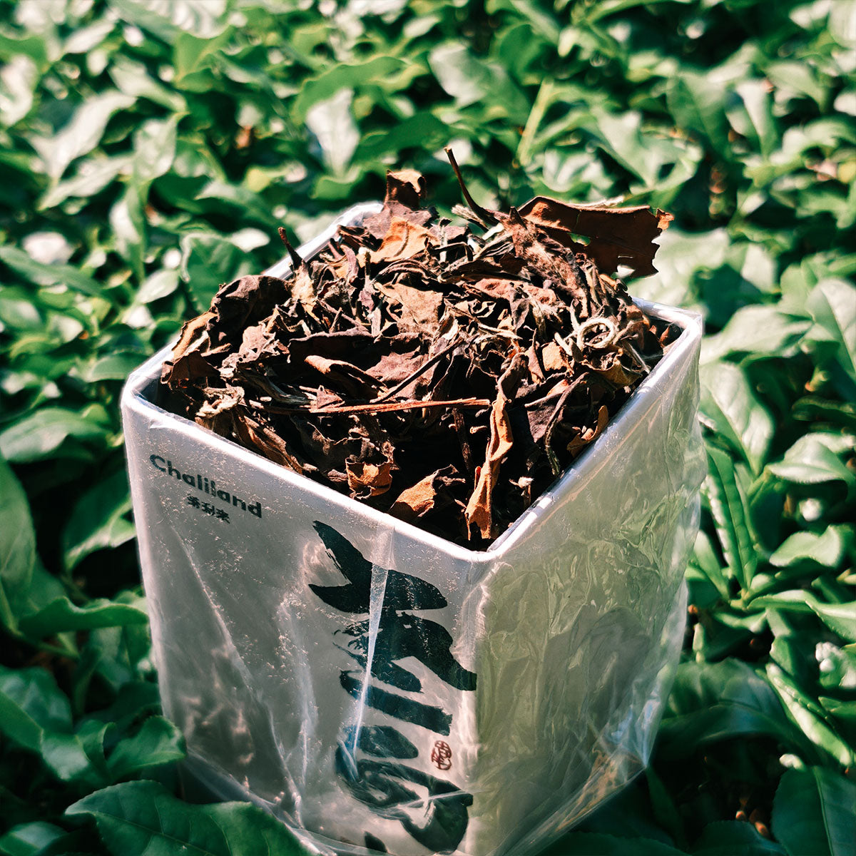 2017 Old White Tea 50g Chaliland