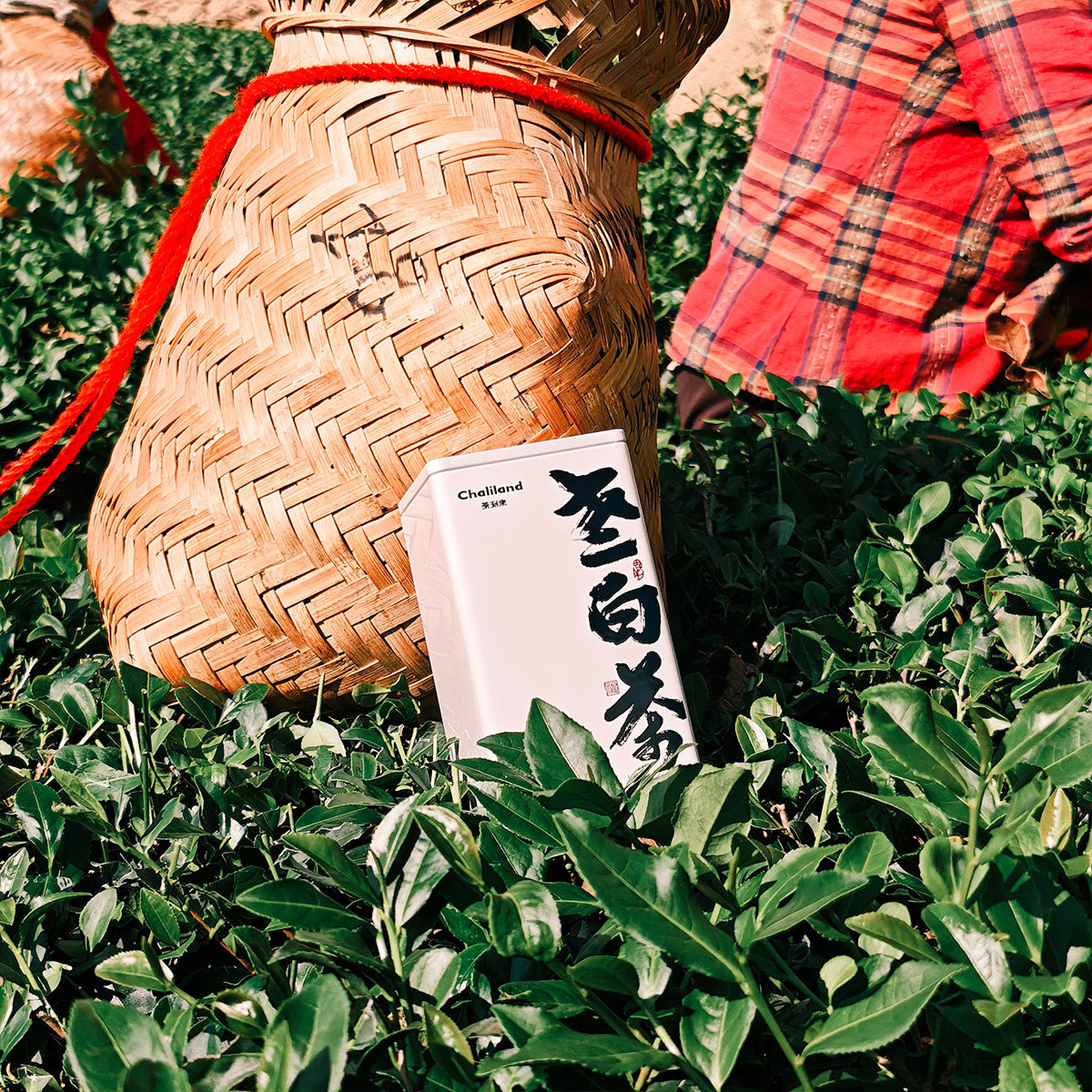 2017 Old White Tea 50g Chaliland