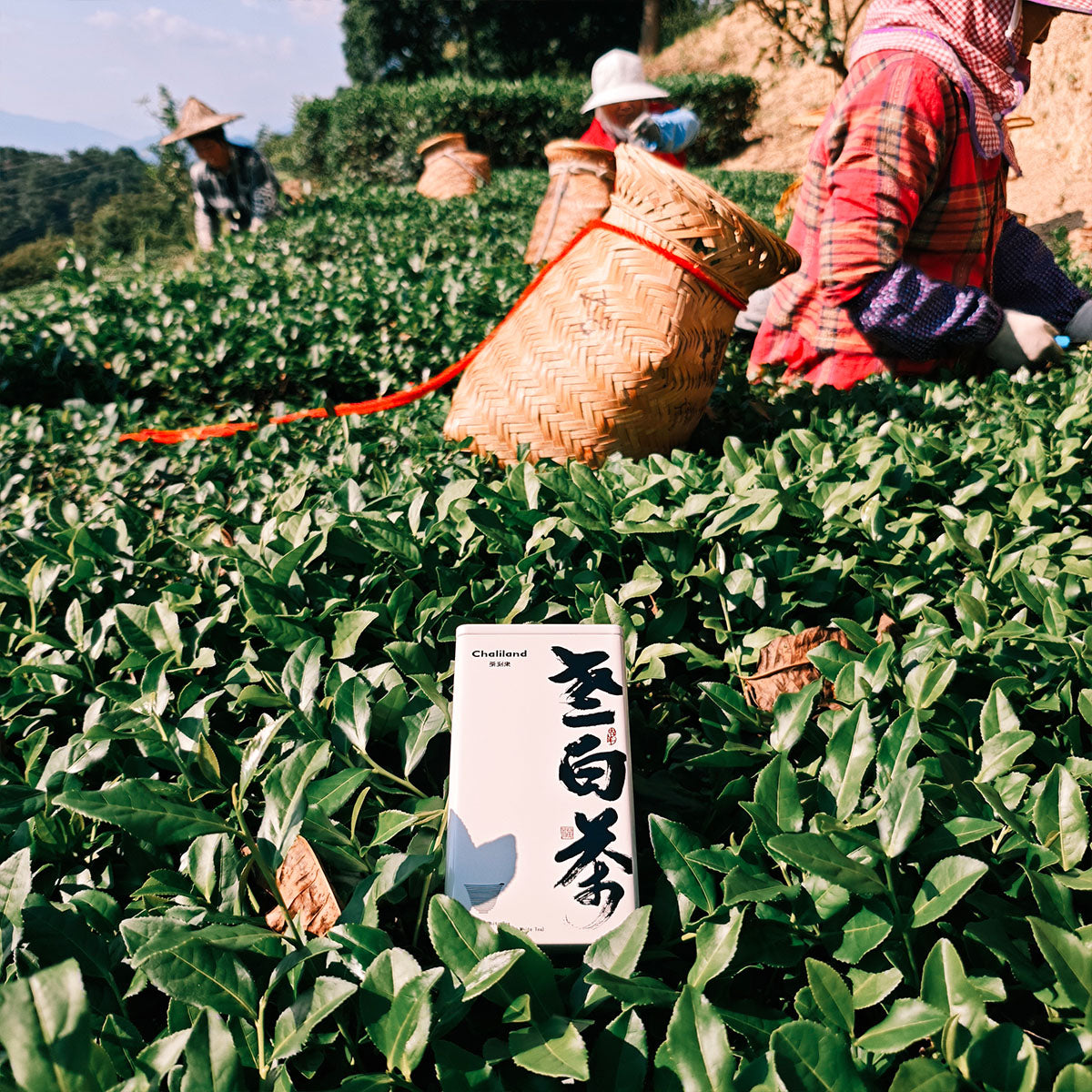 2017 Old White Tea 50g Chaliland