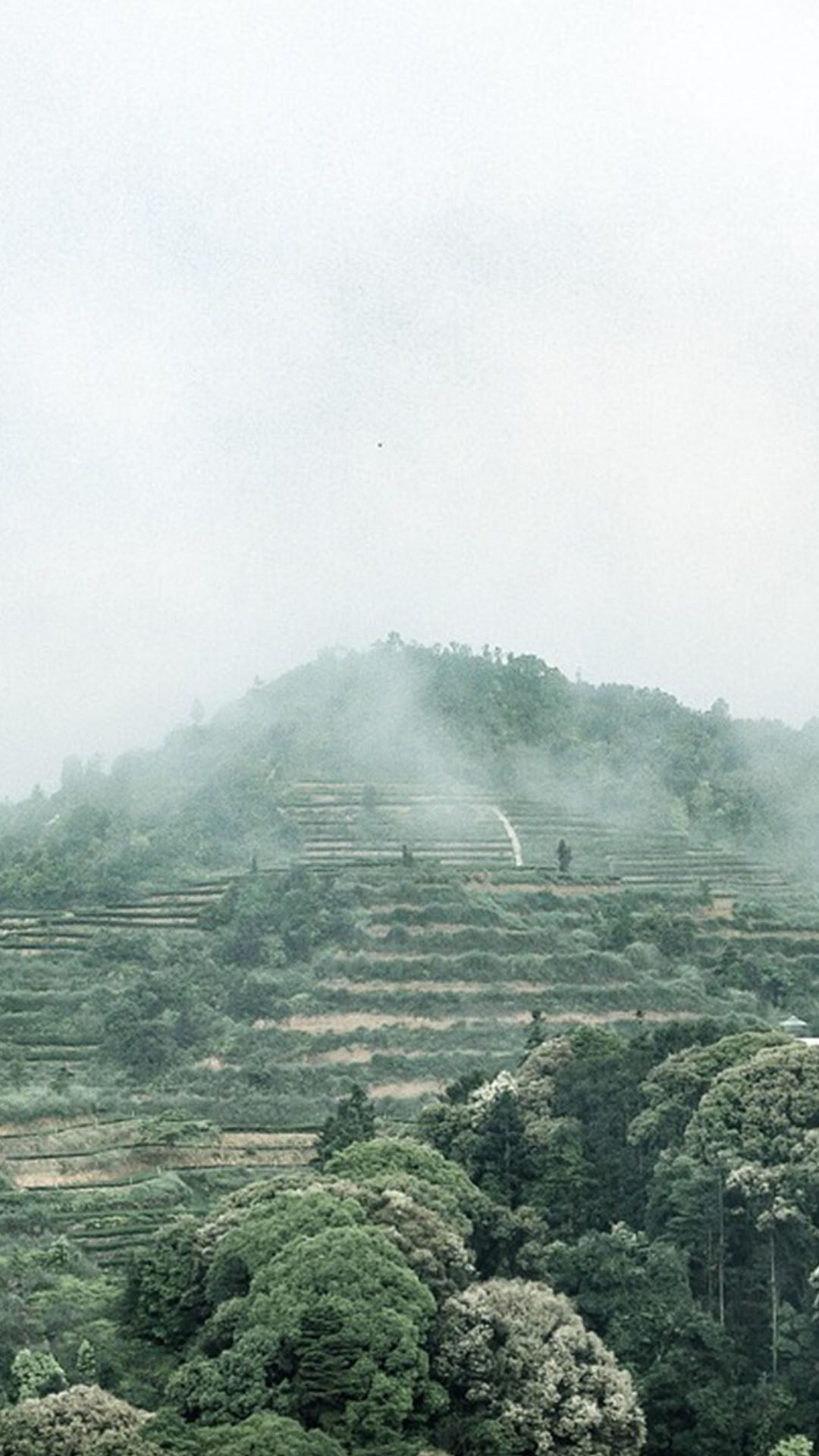 Chaliland Tea Mountain shrouded in mist, showcasing terraced tea gardens nestled among lush greenery and clouds, representing the pristine environment where premium Chinese tea is cultivated with traditional methods and sustainable practices.