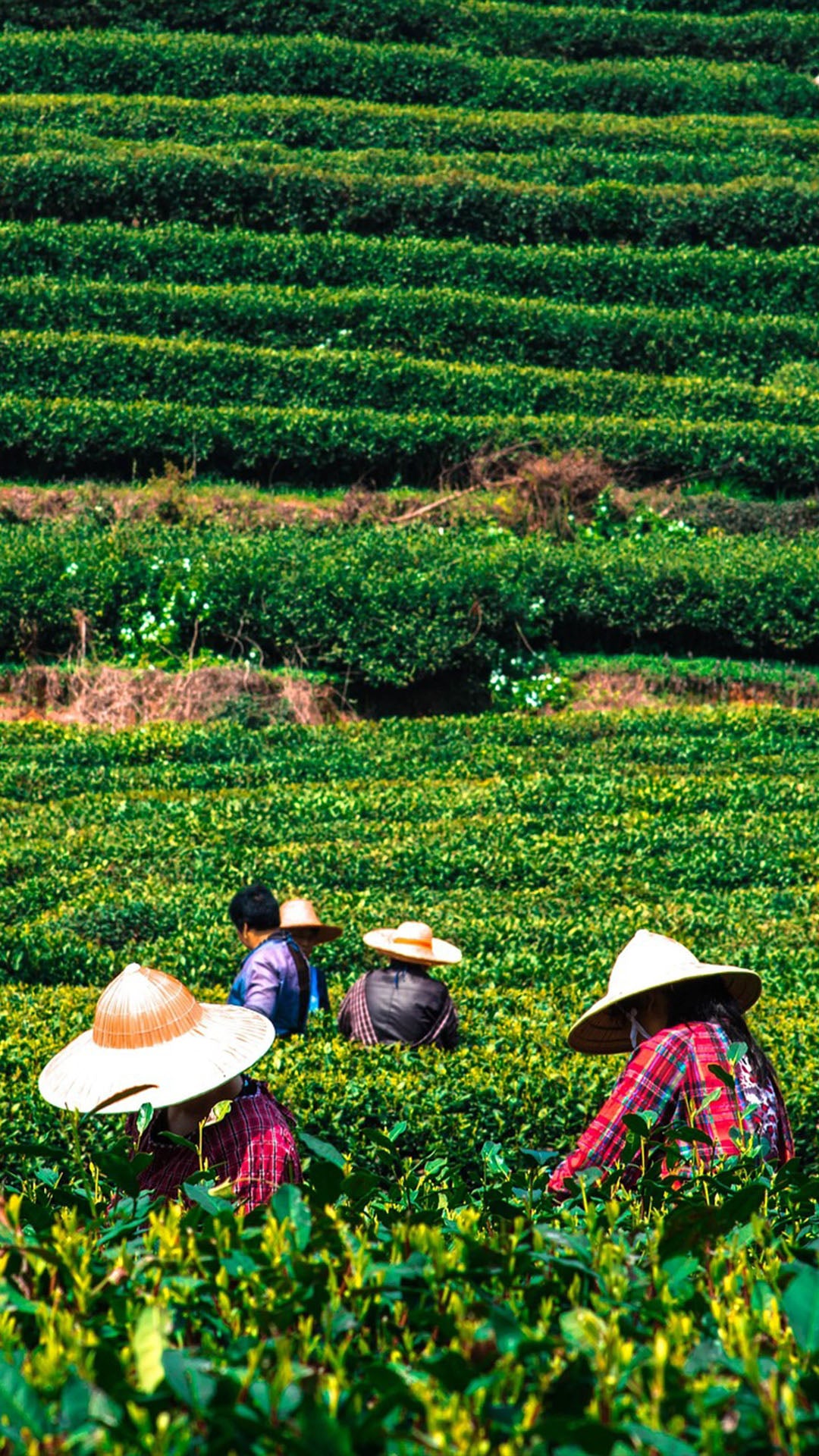 Workers in traditional hats harvesting tea leaves at Chaliland Tea Plantation, surrounded by lush terraced tea bushes and scenic mountains, showcasing sustainable agricultural practices.