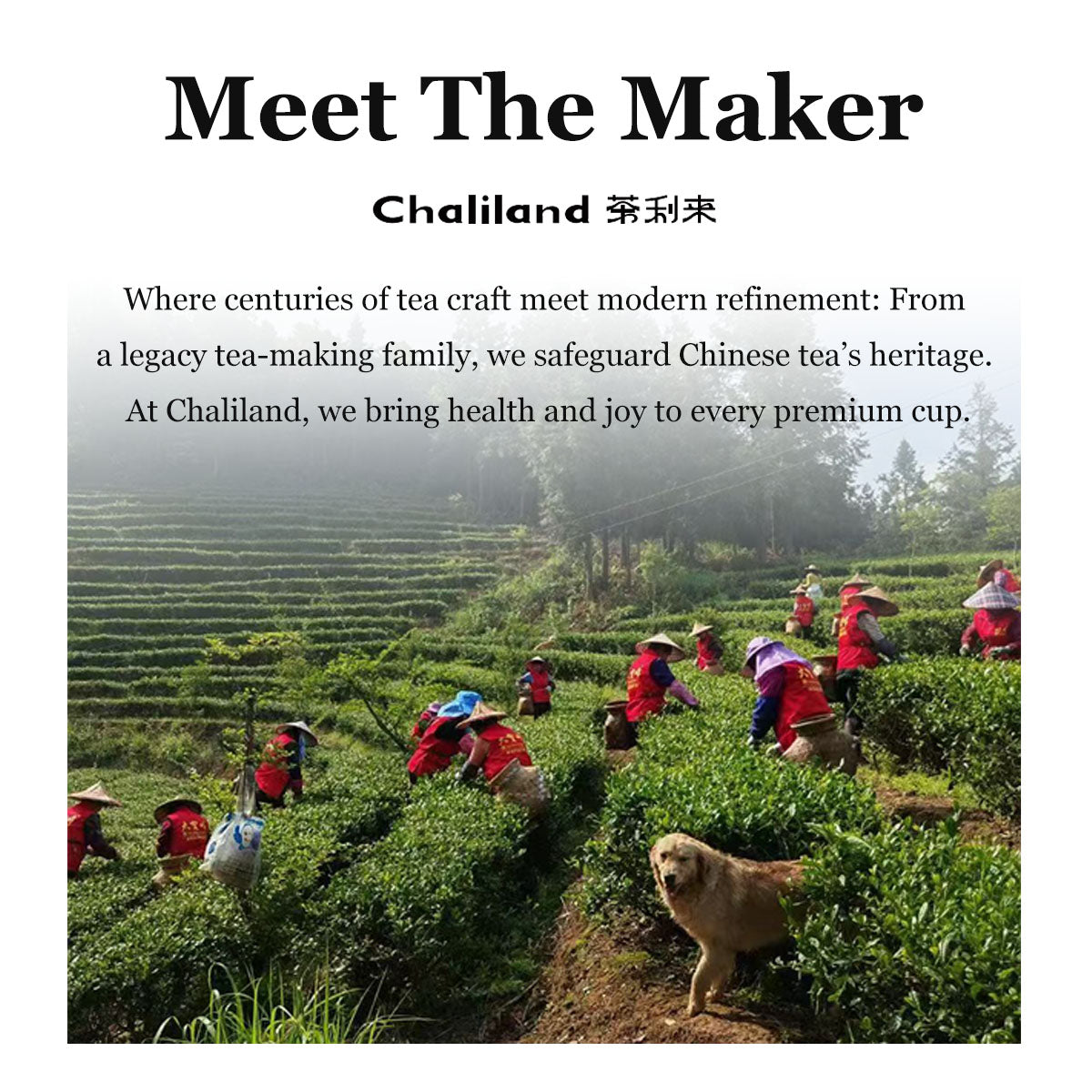 Wild Ancient Tree Black Tea 75g Chaliland