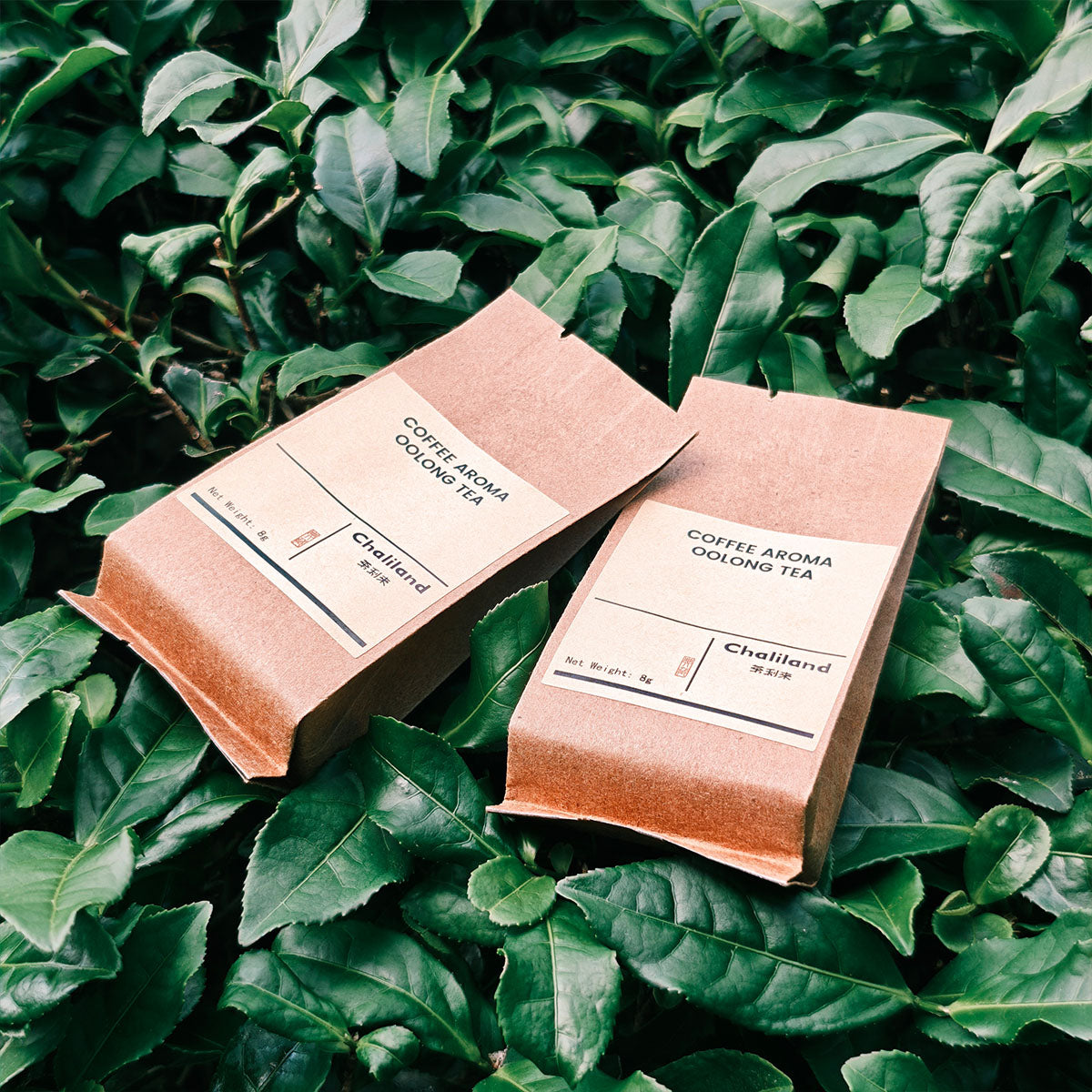 Coffee Aroma Oolong Tea 32g Chaliland