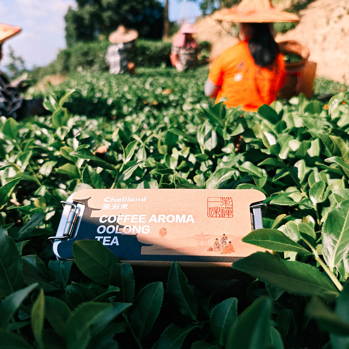 Coffee Aroma Oolong Tea 32g Chaliland