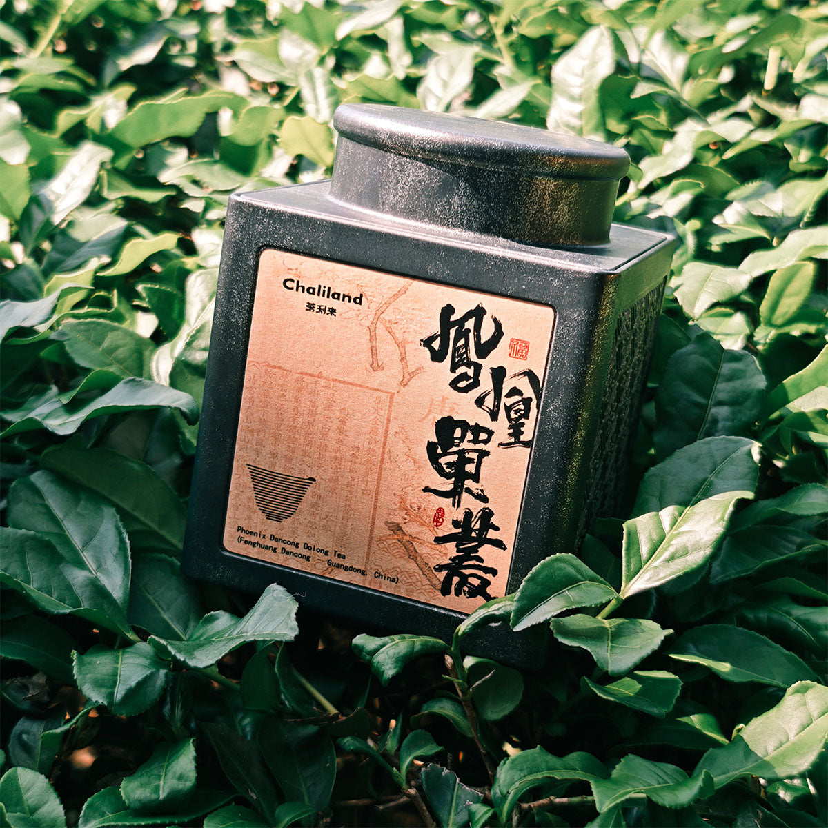 Fenghuang Dancong,Single Clump Tea 50g Chaliland