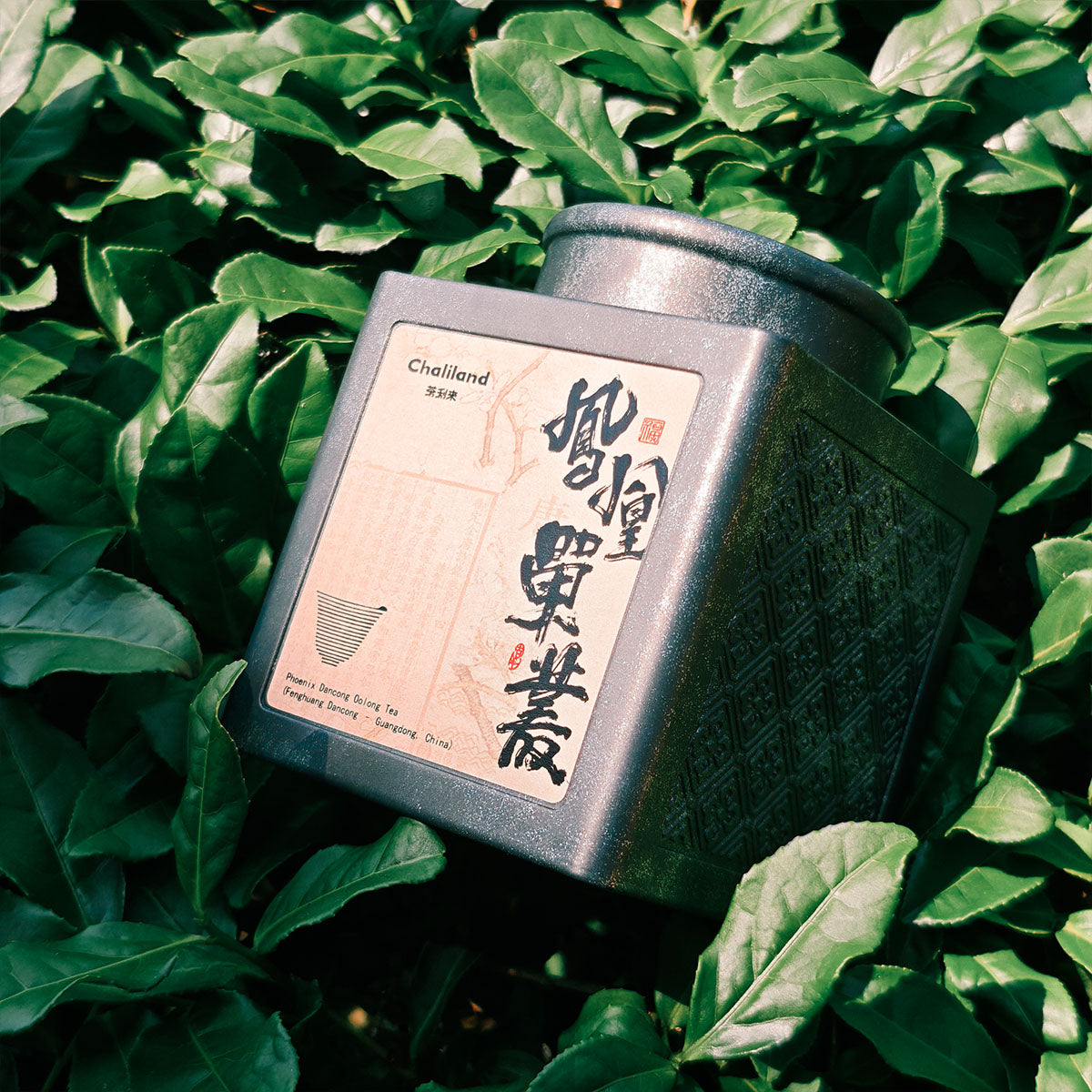 Fenghuang Dancong,Single Clump Tea 50g Chaliland