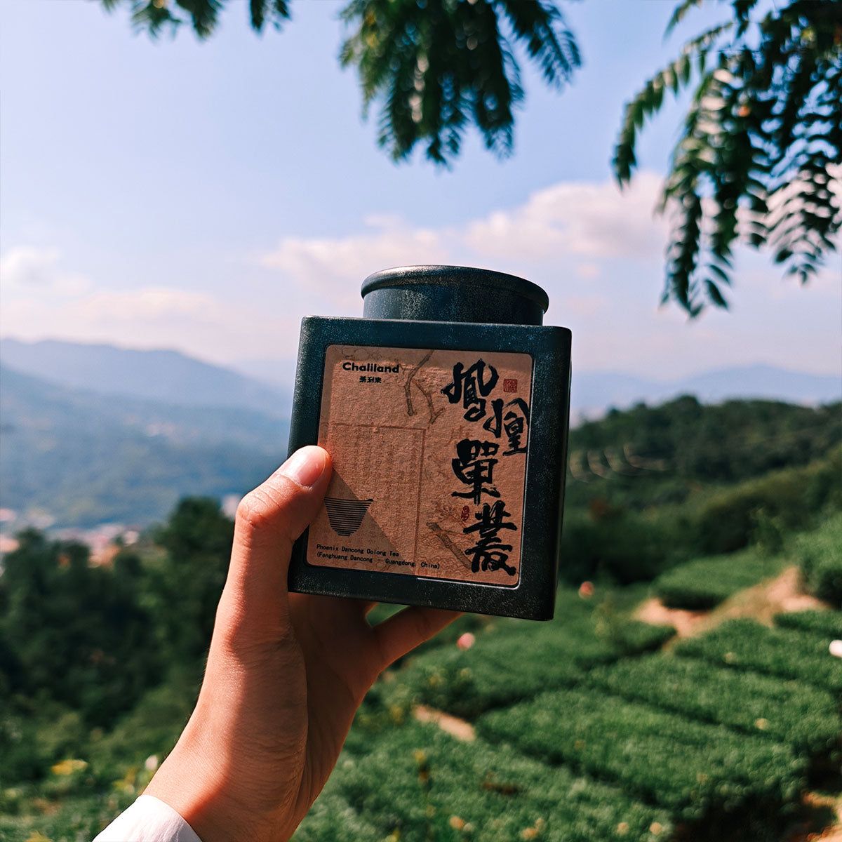 Fenghuang Dancong,Single Clump Tea 50g Chaliland