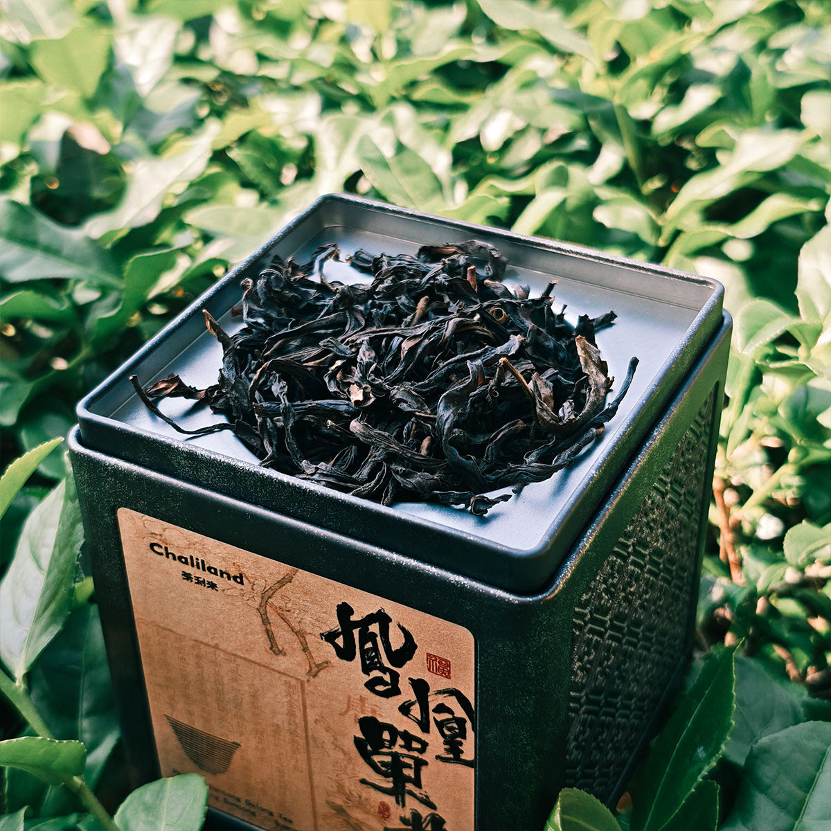 Fenghuang Dancong,Single Clump Tea 50g Chaliland