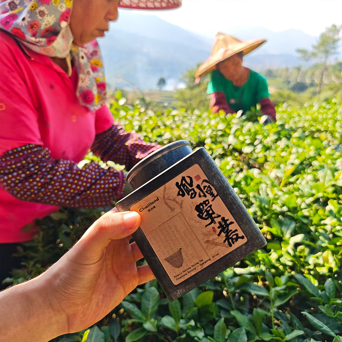 Fenghuang Dancong,Single Clump Tea 50g Chaliland