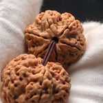 Nepal Six-Petaled Vajra Chaliland