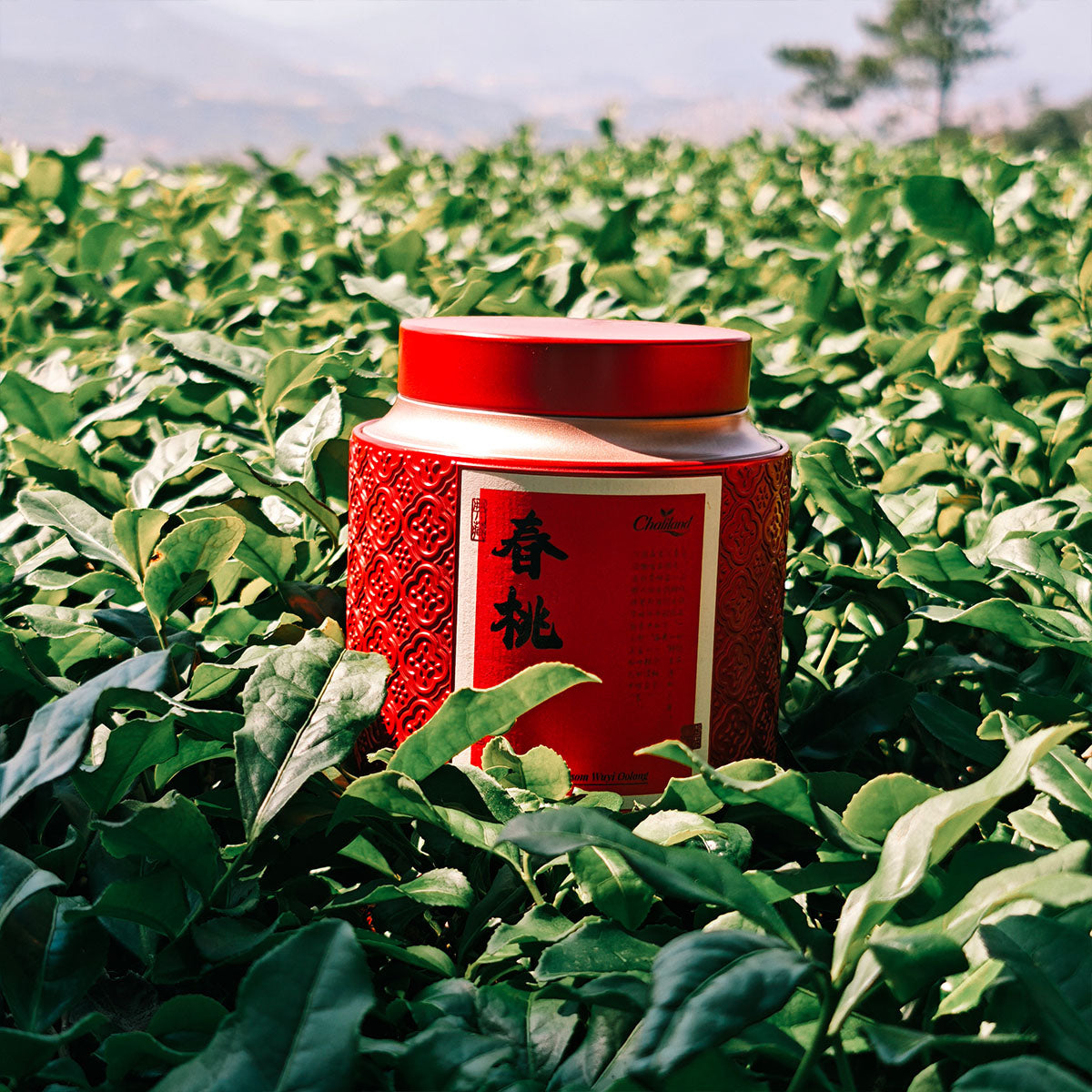 Spring Blossom Wuyi Oolong 50g Chaliland