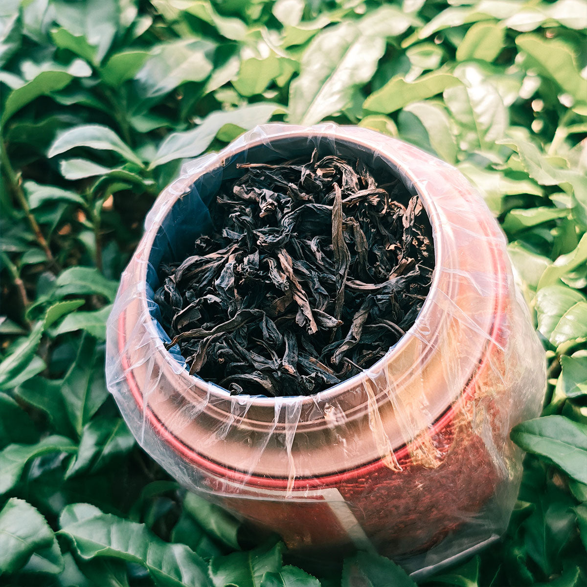 Spring Blossom Wuyi Oolong 50g Chaliland