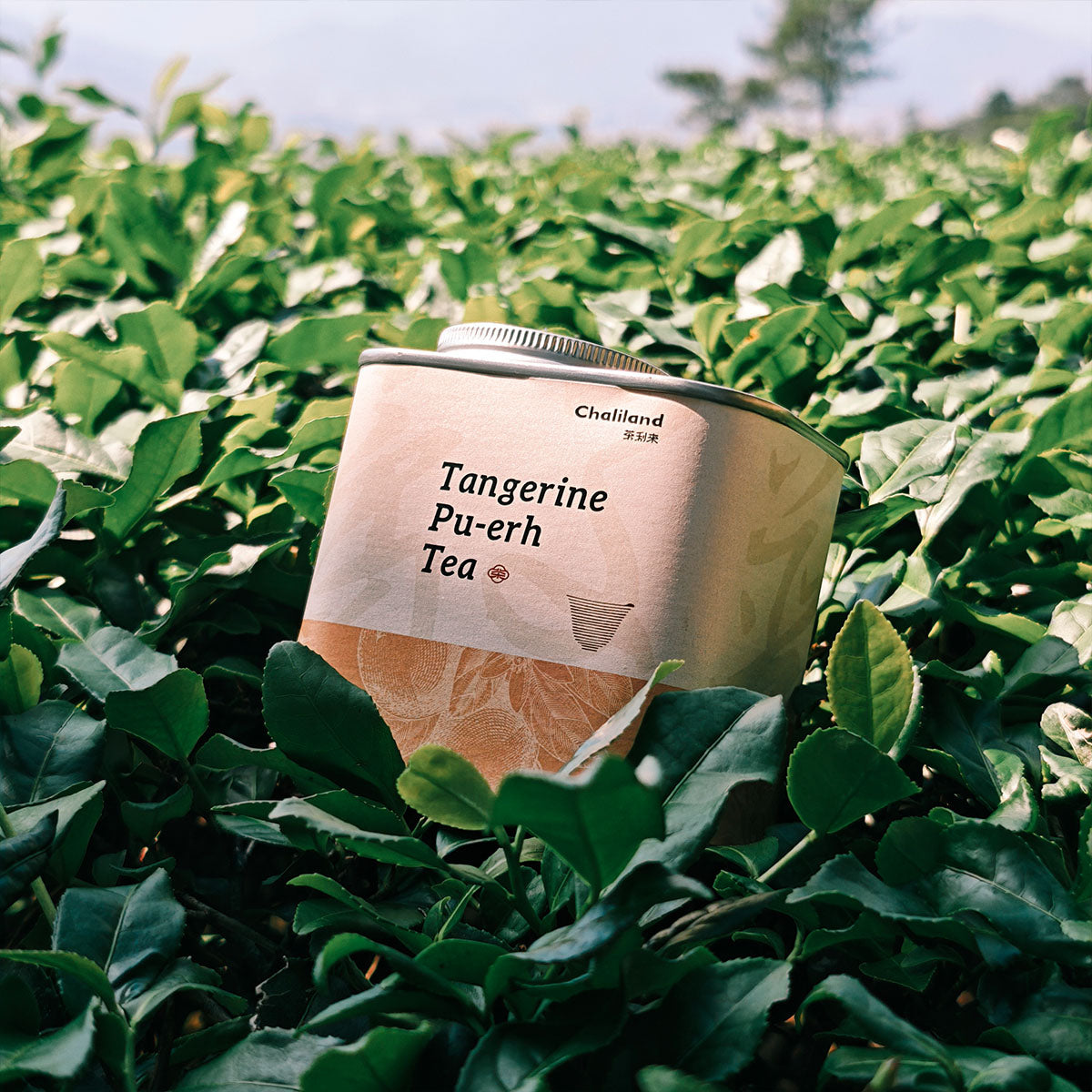 Tangerine Pu Erh Tea 90g Chaliland