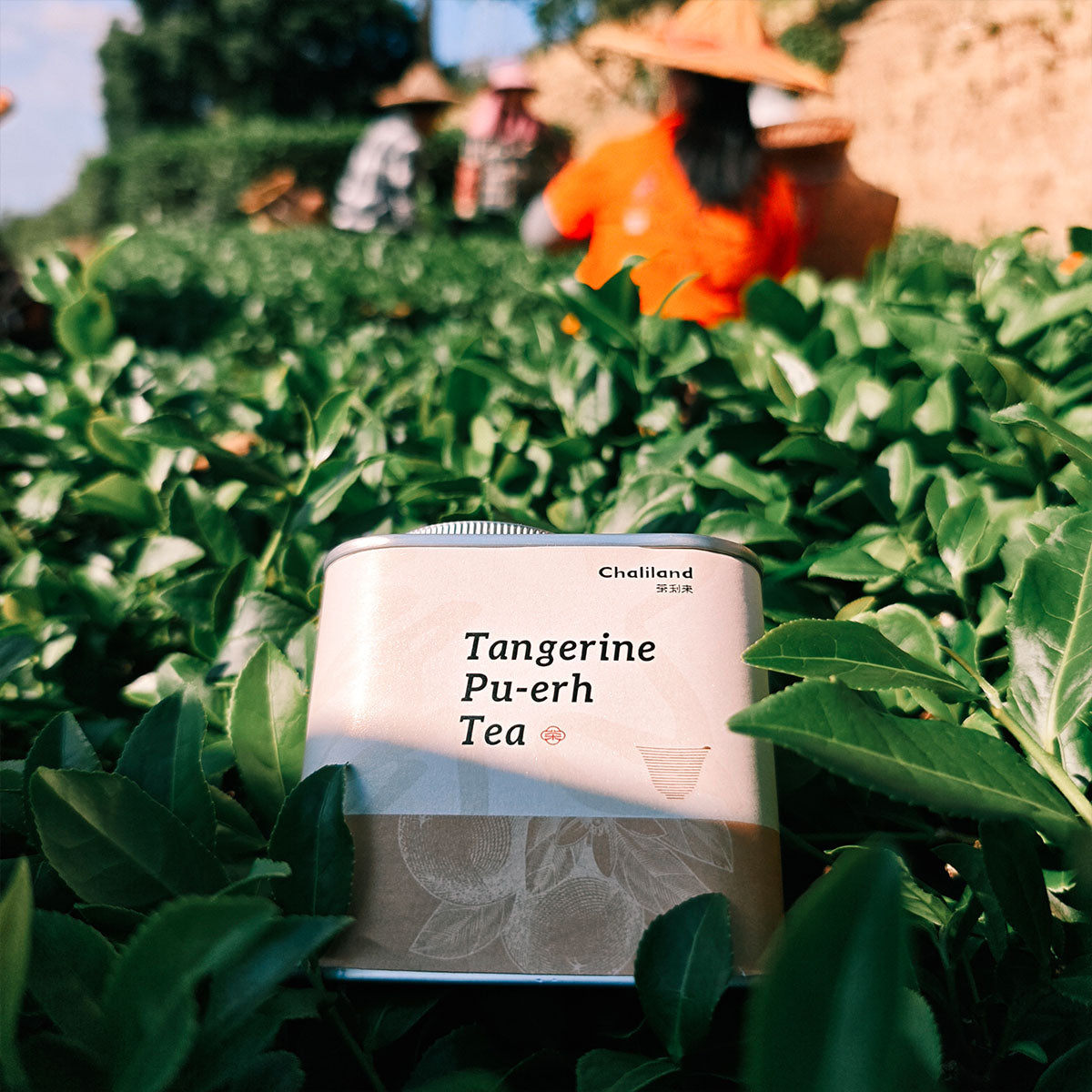 Tangerine Pu Erh Tea 90g Chaliland