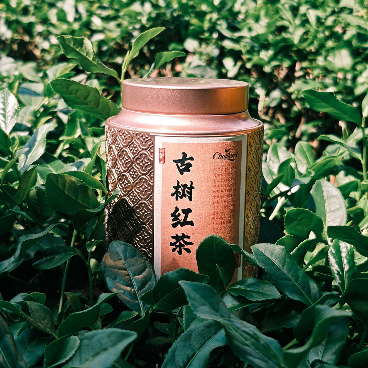 Wild Ancient Tree Black Tea 75g Chaliland