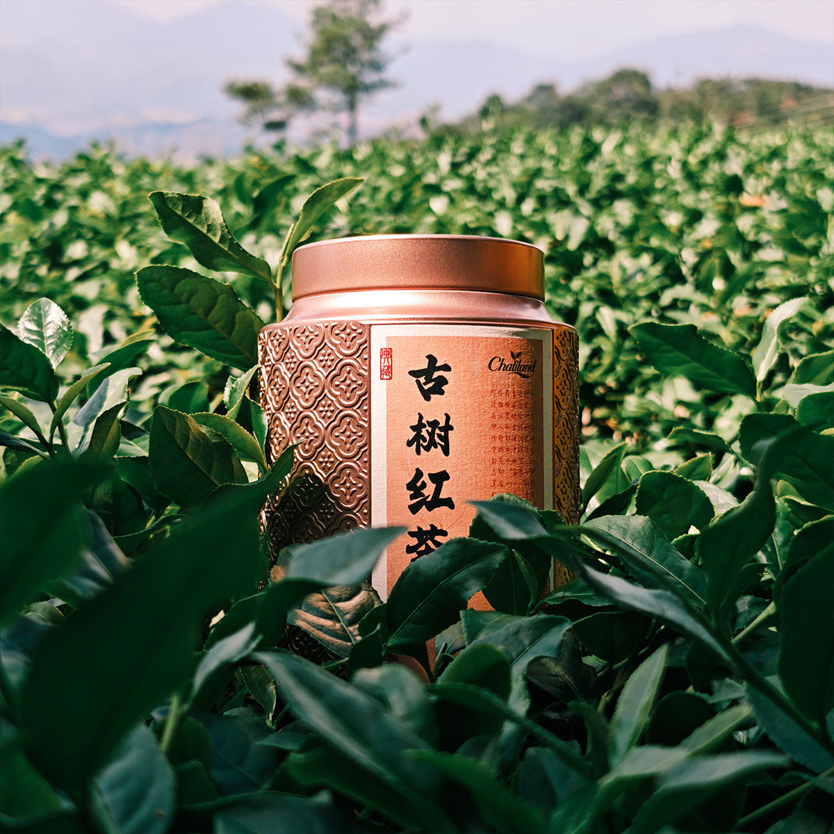 Wild Ancient Tree Black Tea 75g Chaliland