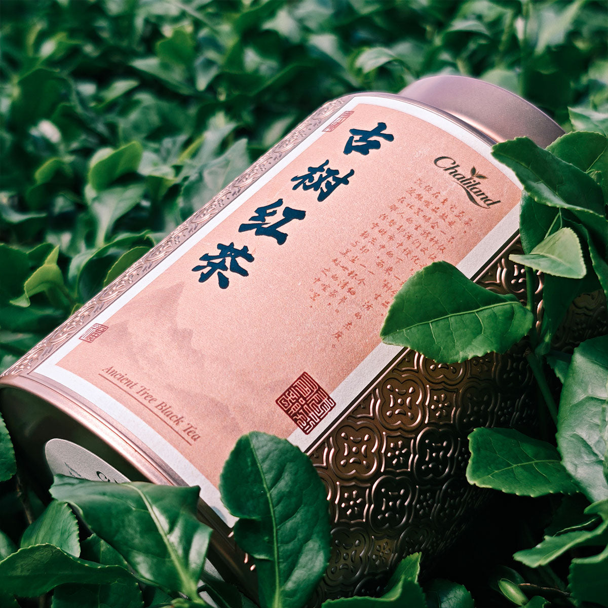 Wild Ancient Tree Black Tea 75g Chaliland