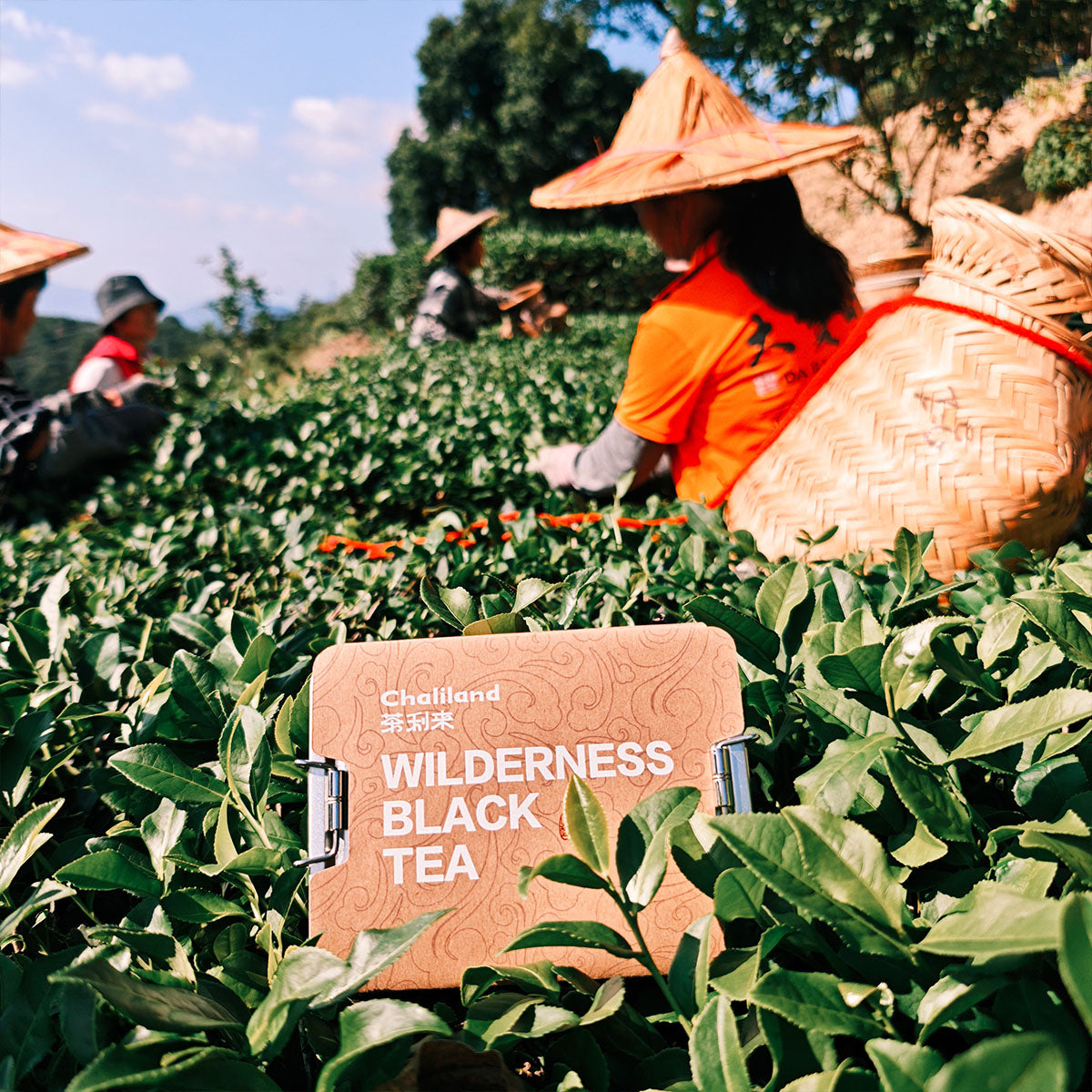 Wilderness Black Tea 40g Chaliland