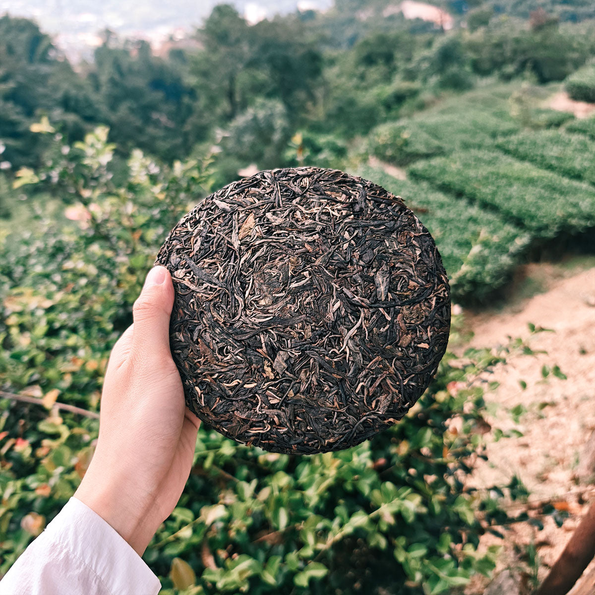 Yiwu Raw Pu Erh Tea 357g Chaliland