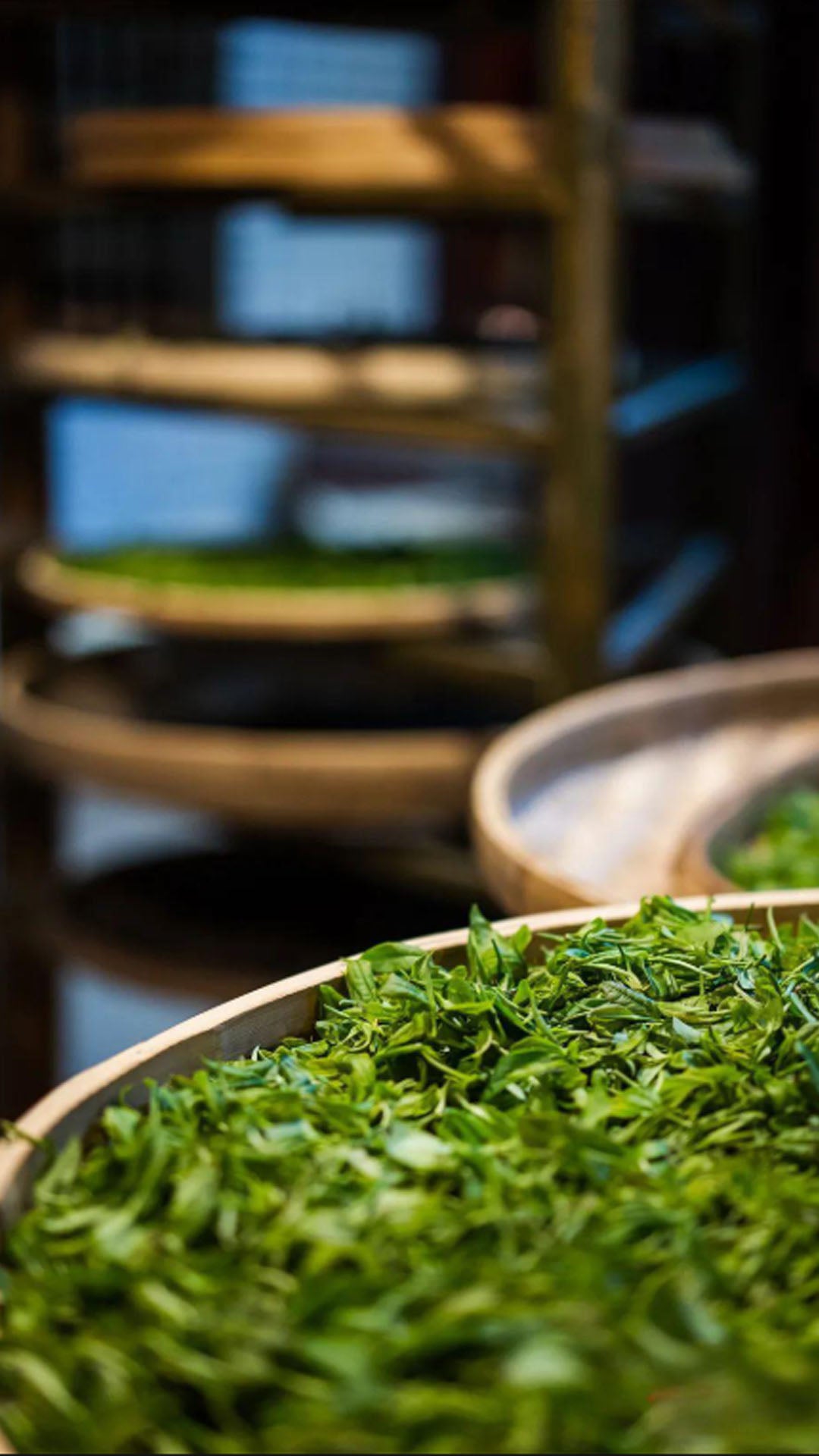 Freshly picked tea leaves in a bamboo basket, ready for the traditional process of make tea, highlighting the natural ingredients and artisanal preparation methods.